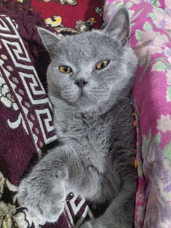 Britanski stray toza 1yosh soglom