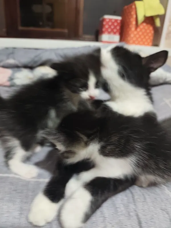 Отдаются даром котята вместе с их мамой.пока котята ещё не кушают сами 2 Отдаются даром котята вместе с их мамой.пока котята ещё не кушают сами 2