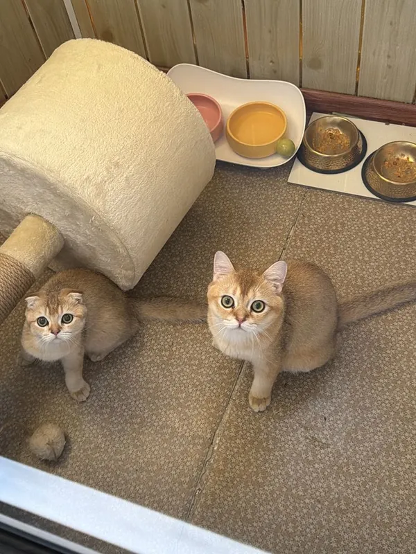 Кошка Британский шиншила 1 Кошка Британский шиншила 1