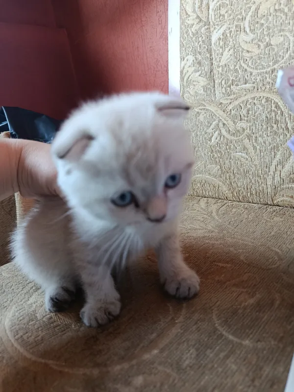 Naslli mushukchalarni sotaman 5