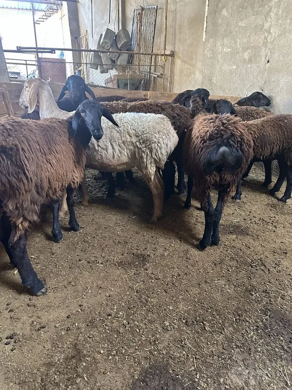 Xisori 9 10 oyli soliqla 1 Xisori 9 10 oyli soliqla 1