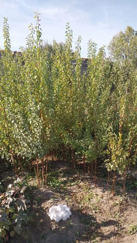 Zaldori Shaftoli va Bodom ko'chatlari narxi kelishilgan holda — фото 3