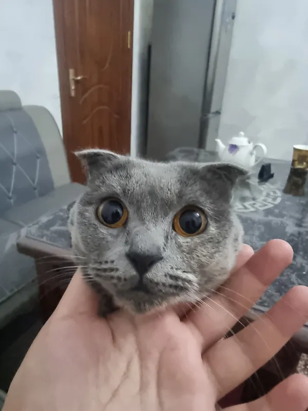 Scottish Fold mushugi sotiladi 1 Scottish Fold mushugi sotiladi 1