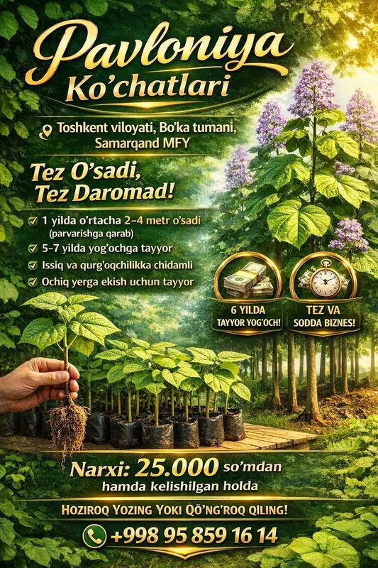 DAROMADLI DARAXT EKMOQCHIMISIZ? Pavloniya ko‘chatlari sotuvda!