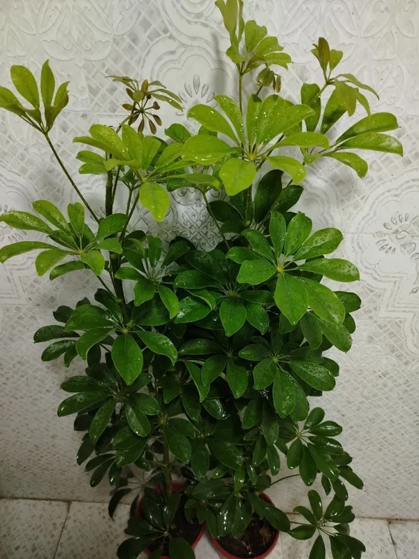Продаётся цветы, Honaki gullar sotiladi