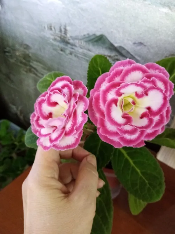 Продаются сортовые, цветущие глоксинии