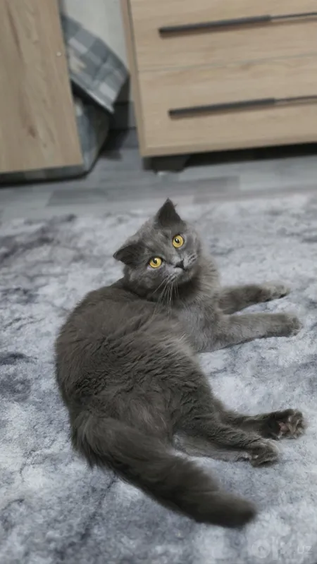 Вязка шотландского вислоухого кота Scottish Fold 3 Вязка шотландского вислоухого кота Scottish Fold 3