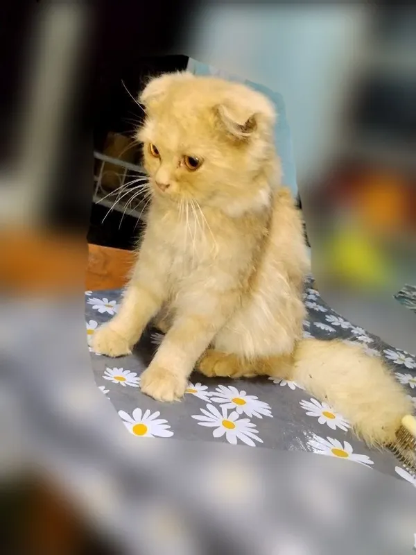 Котята 5 месяцев. — фото 2
