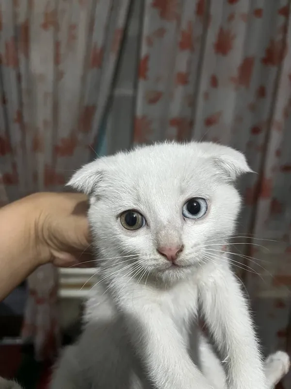 мушукчалар скоттиш фолд 1