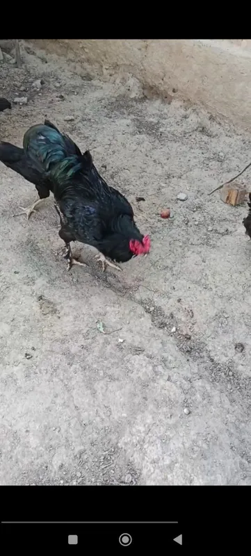 Parranda tovu horozla