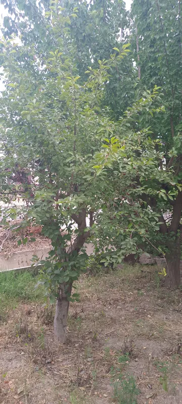 дарахт утин 5