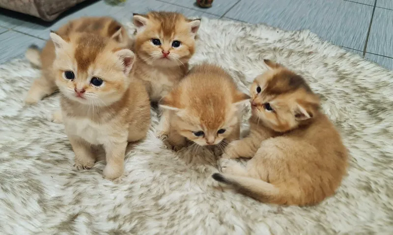 Британскиа короткошерстная. 6 Британскиа короткошерстная. 6