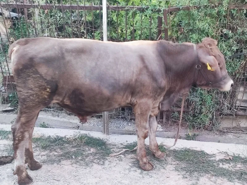 Buqacha sotiladi 1 yoshga tòladi 2