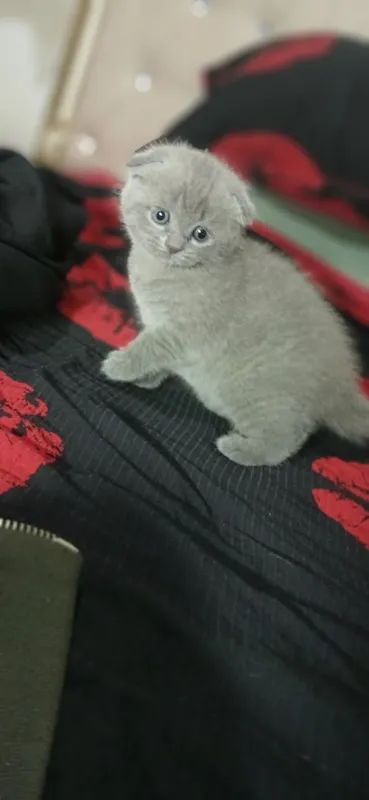 Скоттиш фолд и Скоттиш страйт