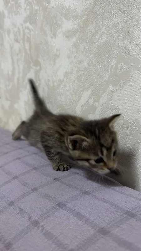 Котята пародистые 3 Котята пародистые 3