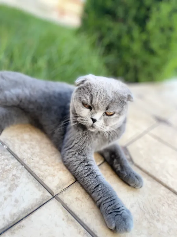 ScottishFold 3 ScottishFold 3