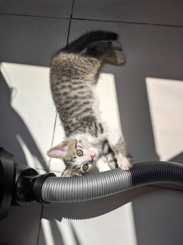 Котёнок в добрые руки 3 месяца — фото 3
