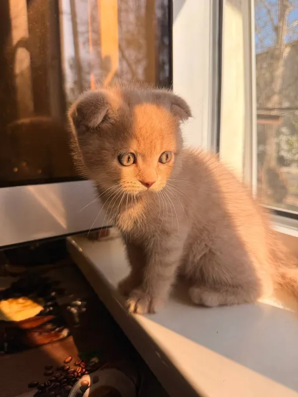 Порода:Скотиш Фолд. — фото 6