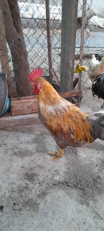 Продам петуха — фото 1