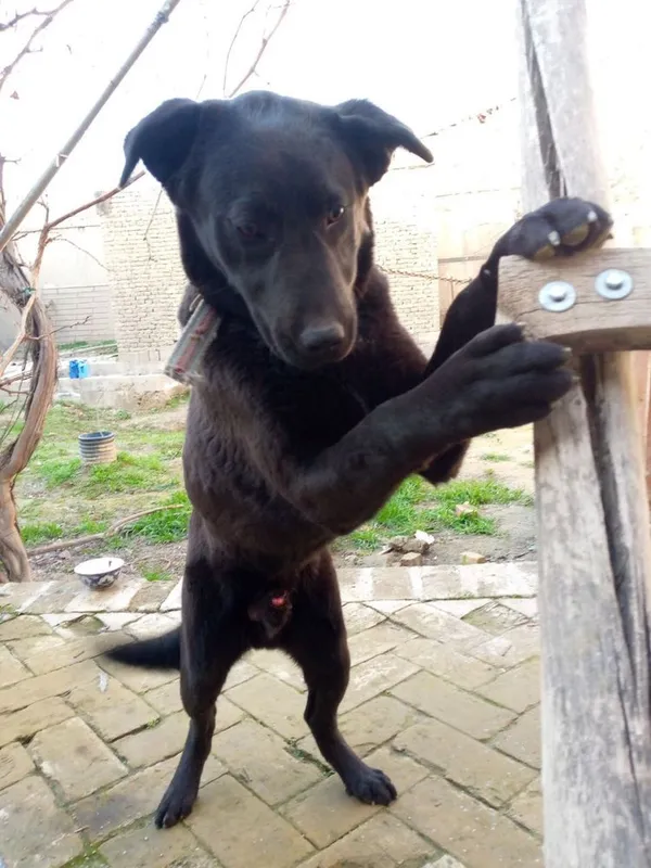 - Игровая собачка Labrador Retriever 1 - Игровая собачка Labrador Retriever 1