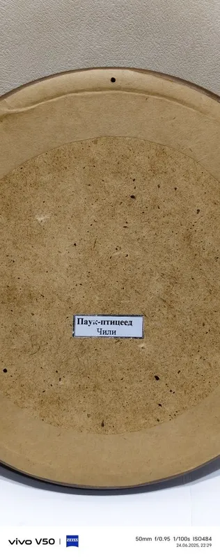 Паук Птицеед натуральный . В рамке из ореха. — фото 1