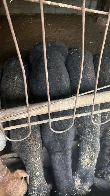 Qurbonlik uchun uyda boqilgan qo’chqorlar sotiladi — фото 5