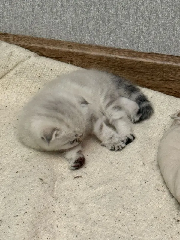 Котенок в хорошие руки — фото 1
