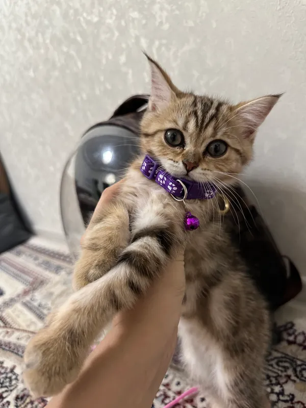 Кошка 3 Кошка 3