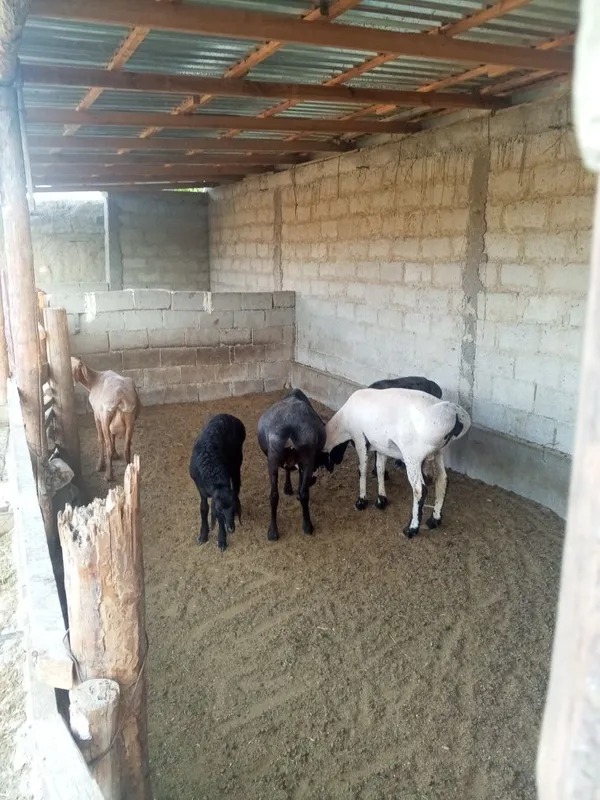 Ona bola isori sotiladi 1 Ona bola isori sotiladi 1