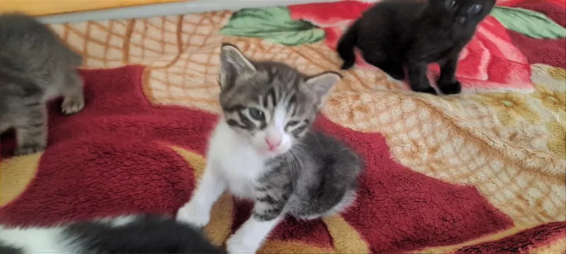 Котята