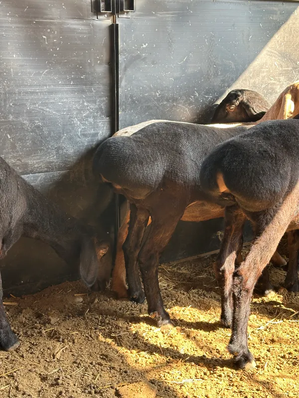 xisori qo'ylar sotiladi srochna 7