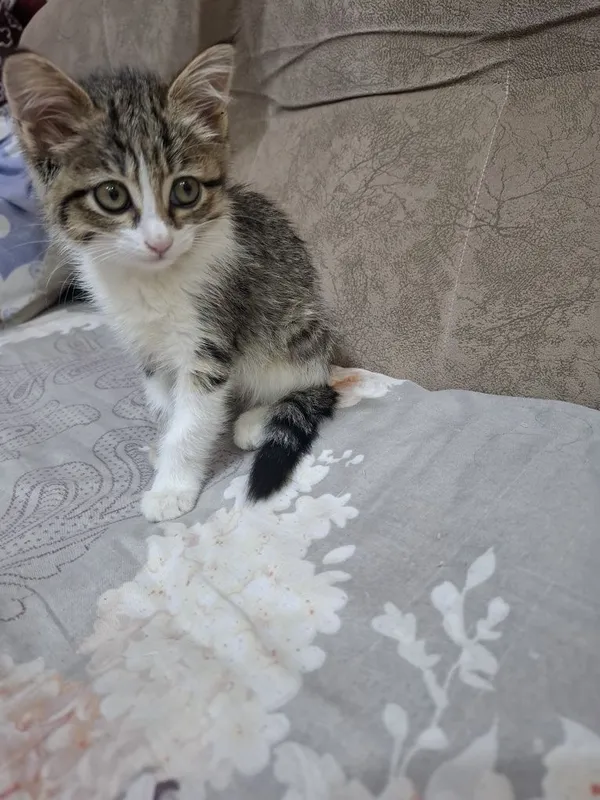 Кошка маленькая девочка — фото 3 Кошка маленькая девочка — фото 3