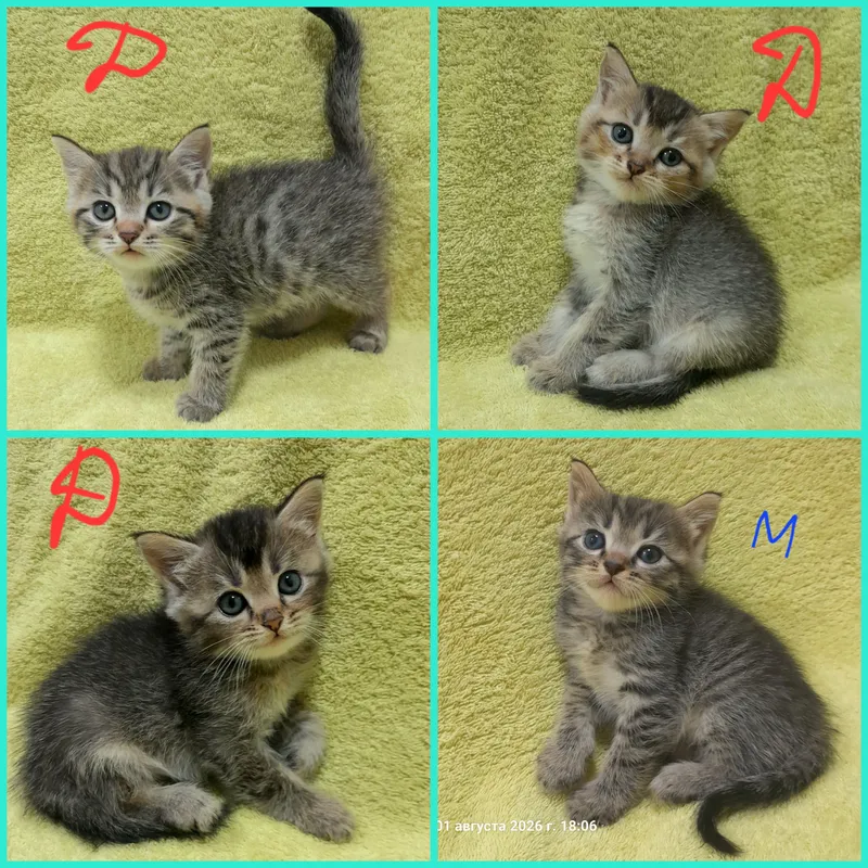Продаются милые котята,шиншилла 1 Продаются милые котята,шиншилла 1