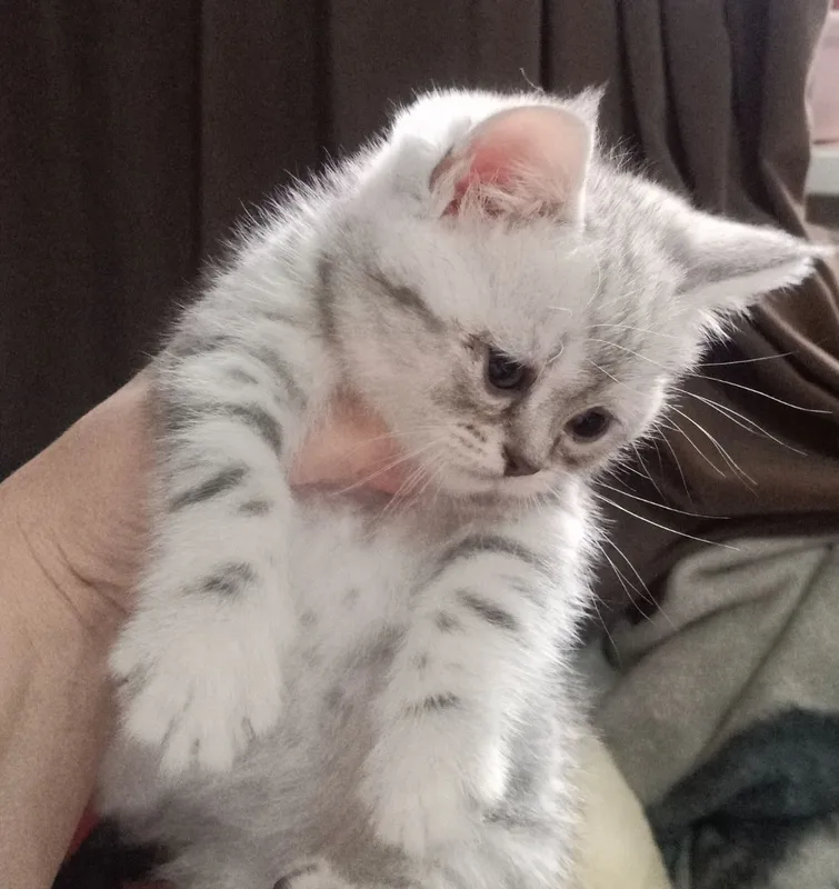 Продам котят скоттиш страйт.