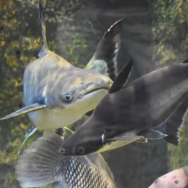 Pangasius Oscar Baliq bor