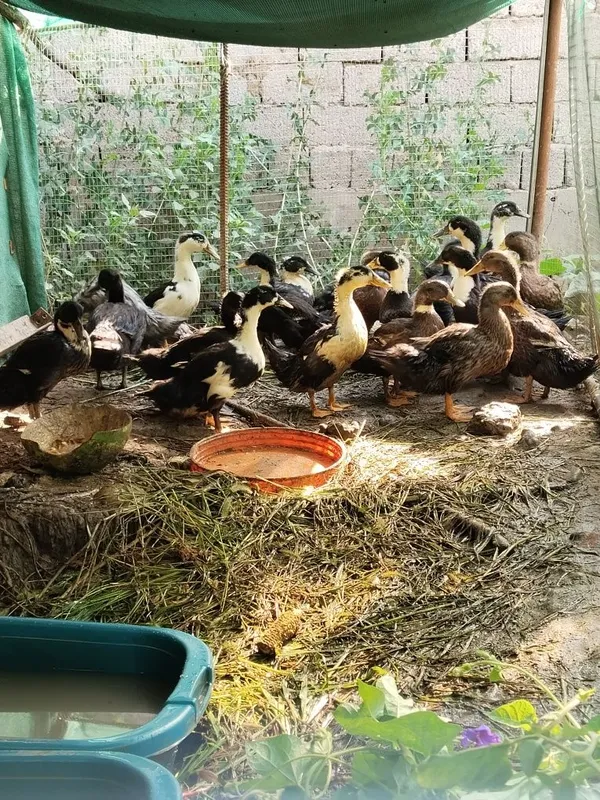 Har hil rangdagi oʻrdaklar bor 20 ta 1 Har hil rangdagi oʻrdaklar bor 20 ta 1