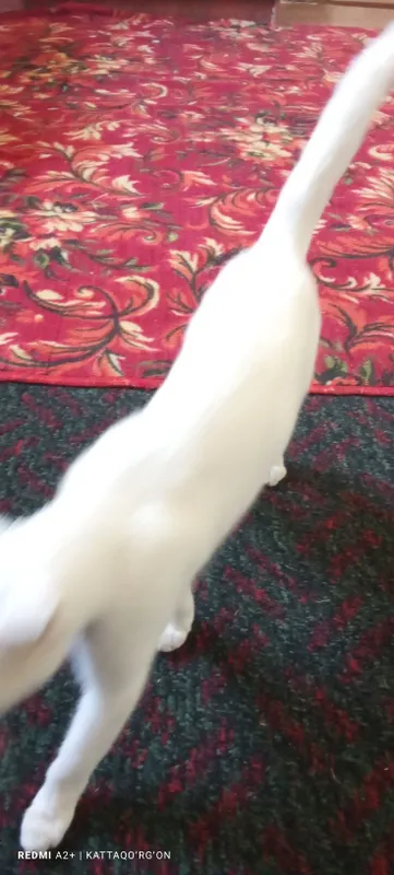 Toza zotli mushuk scottish fold oq rangli 3 Toza zotli mushuk scottish fold oq rangli 3