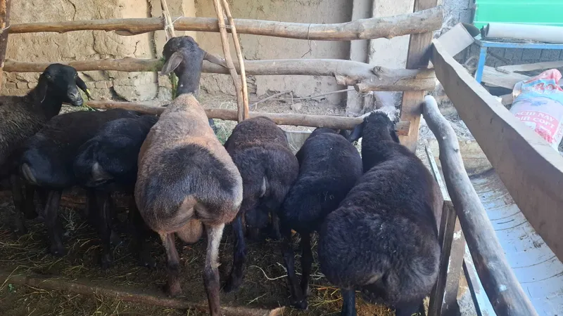 Zotdor hisori egizak qo'chqorchalar sotiladi 1 Zotdor hisori egizak qo'chqorchalar sotiladi 1
