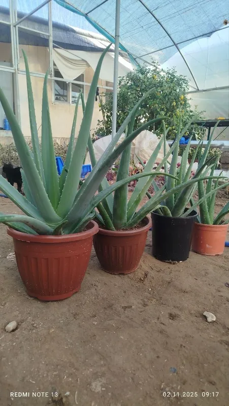 Aloe vera 3