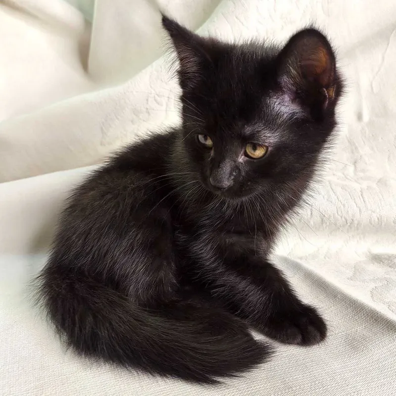 Котята породистые! Пристраиваются котята помесь русской голубой — фото 2
