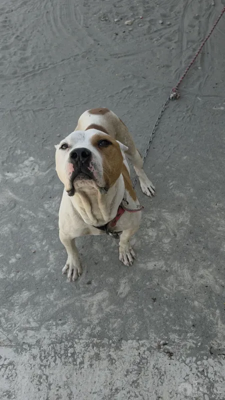 Pitbull 1.5 yosh 1 Pitbull 1.5 yosh 1