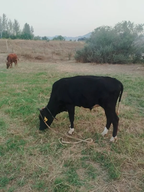 3 ta 2 yoshli hoʻkizlar sotiladi 3 3 ta 2 yoshli hoʻkizlar sotiladi 3