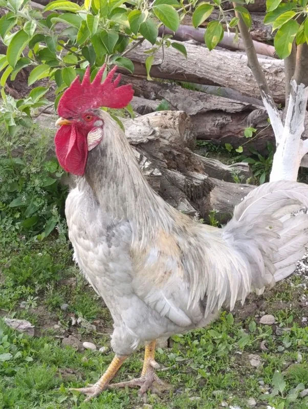 Xoʻroz 1 yosh sotiladi oʻtkan yilgi joʻja