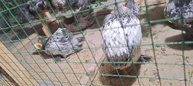 Karlik brama bor 5 Karlik brama bor 5
