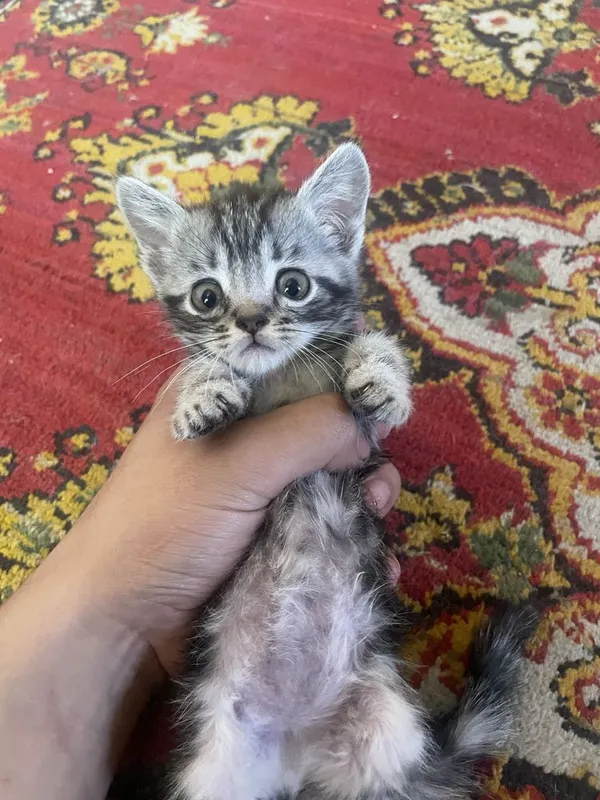 Mushuklar sotiladi 5 Mushuklar sotiladi 5