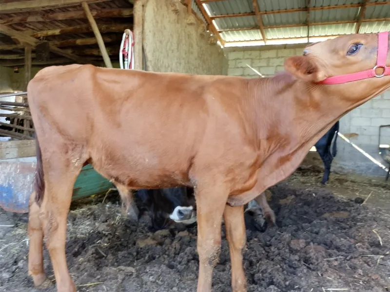Zotdor limuzin mol sotiladi. Narxi yana kelishiladi 5 Zotdor limuzin mol sotiladi. Narxi yana kelishiladi 5