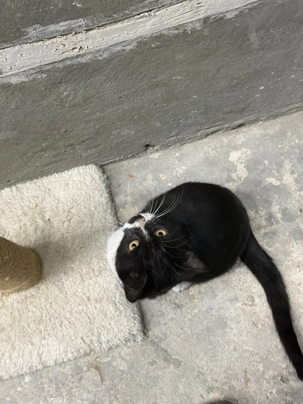Котята 3,5 месяца — фото 1