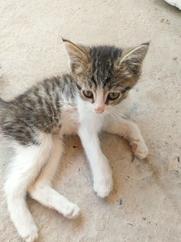 Ko'tarsa dimdilamidi Ko'tarsa dimdilamidi