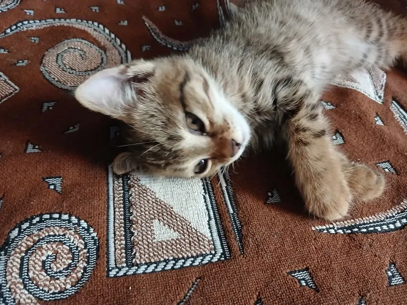 Mehrli qullar uchun mushukcha 5 Mehrli qullar uchun mushukcha 5