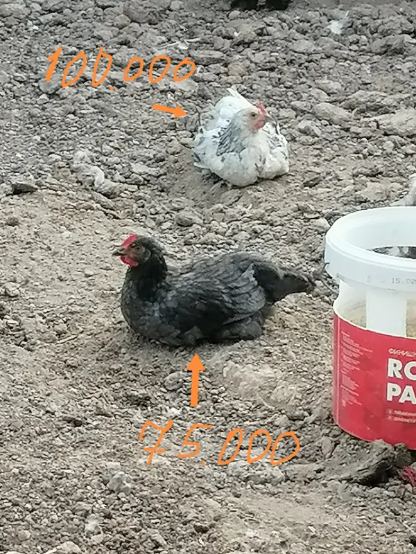 Продаются петухи, цыплята-петушки и японские перепела 6 Продаются петухи, цыплята-петушки и японские перепела 6